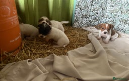 Jack Russell dogs for sale:  jack Russell’s pups 3 rough 1 smooth ready now - Image 5