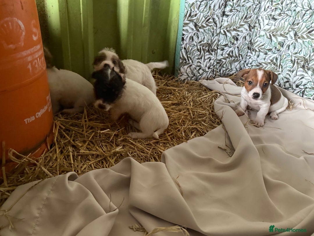 Jack Russell dogs for sale:  jack Russell’s pups 3 rough 1 smooth ready now - Image 5