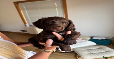 Cocker Spaniel dogs - Advert 16