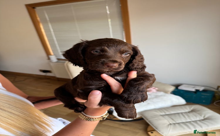 Cocker Spaniel dogs - Advert 8