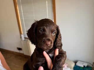 Cocker Spaniel dogs - Advert 13