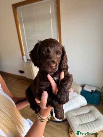 Cocker Spaniel dogs - Advert 10