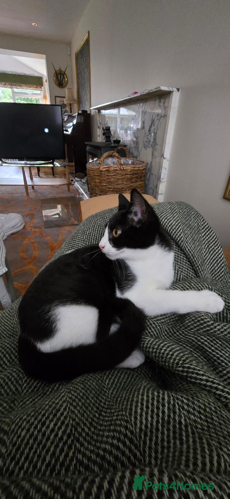 Mixed Breed cats for sale: Female kitten available  - Advert 8