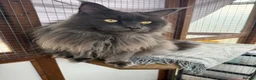 Maine Coon cats for sale: 2 MAINE COON BOYS - TO BE HOMED TOGETHER - Advert 4