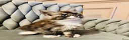 Maine Coon cats for sale: Maine coon TICA reg polydactyl boy black smoke  - Advert 2