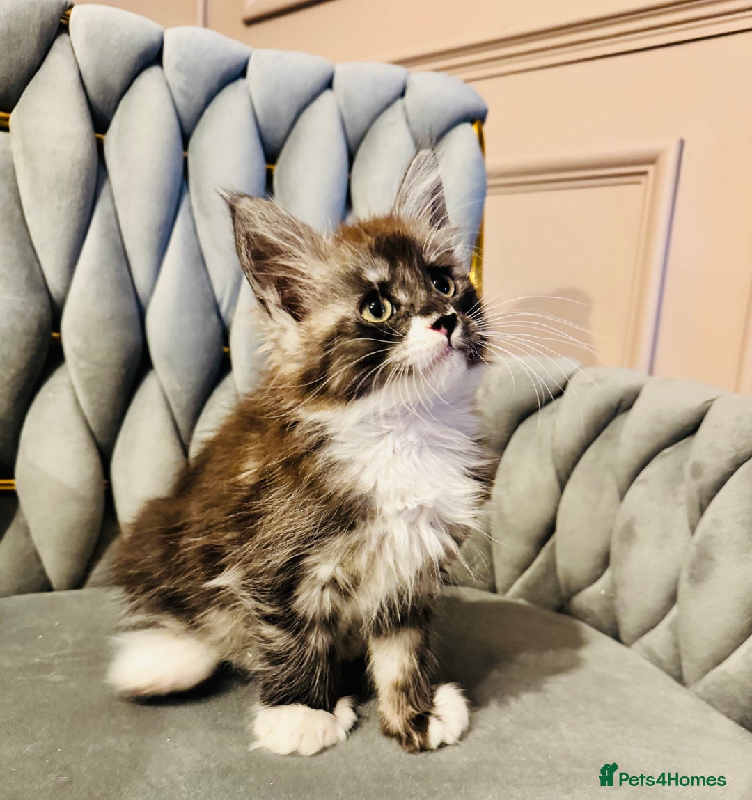 Maine Coon cats for sale: Maine coon TICA reg polydactyl boy black smoke  - Advert 2