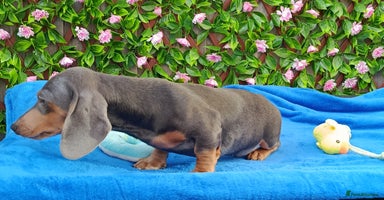 Dachshund dogs - Advert 1