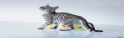 Bengal cats for sale: Rare Silver Bengal Kittens – Boy & Girl Available - Advert 4