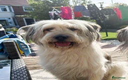 Mixed Breed dogs for adoption: OLIVE - Looking for experienced owners. - Image 1