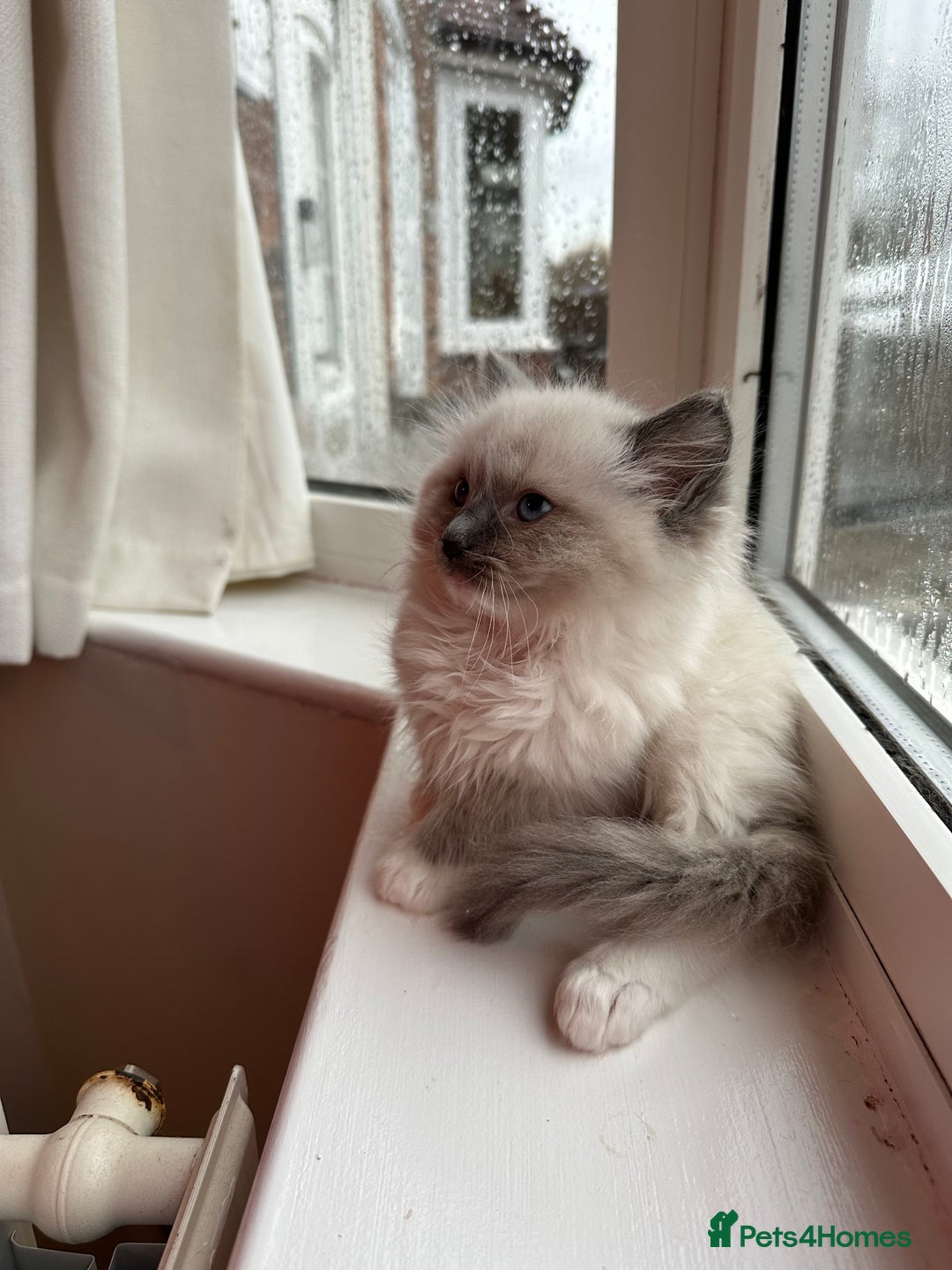 Ragdoll cats for sale: 2 PURE BRED CHAMPION LINE RAGDOLLS READY NOW - Advert 16