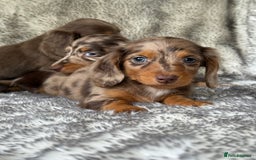 Miniature Dachshund dogs for sale: ⭐️ long haired minature dachshunds ⭐️ - Image 6