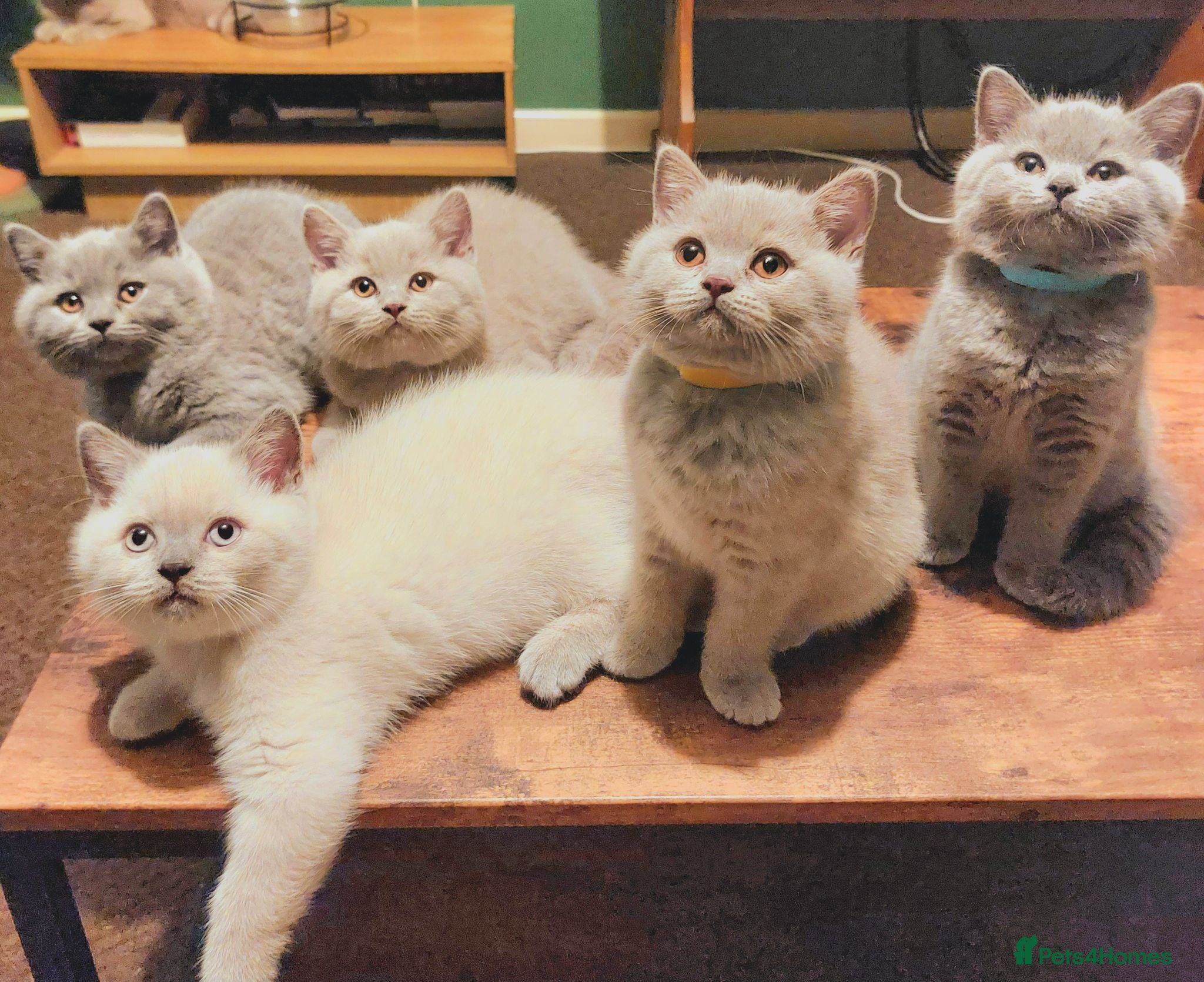 British Shorthair cats ⭐️ GCCF Registered British Shorthair Kittens ⭐️ - Advert 1