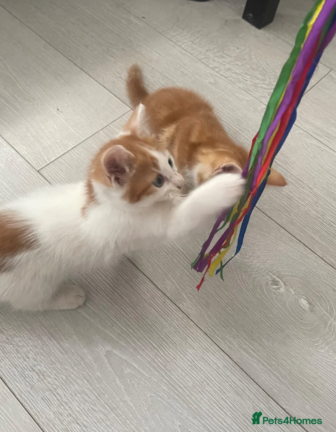 Mixed Breed cats for sale: The kittens are waiting for their friends. - Advert 2