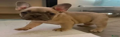 French Bulldog 2