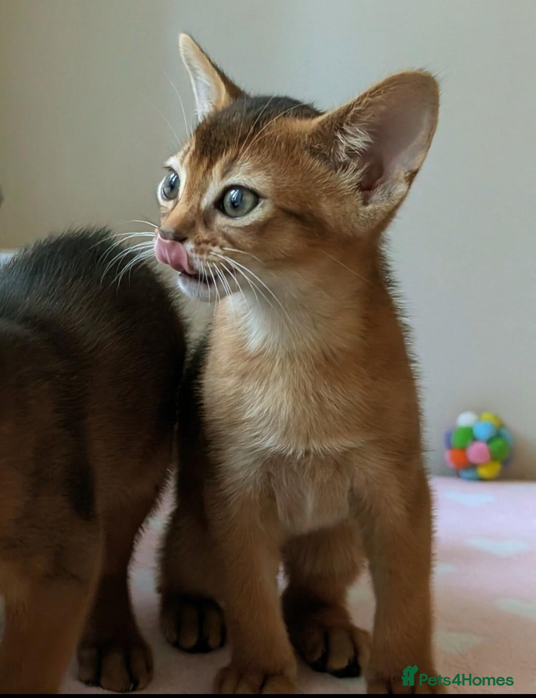 Abyssinian cats for sale: 🩷🩷 Sweet girl 🩷🩷  - Advert 2