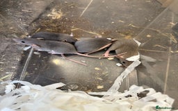 Rat rodents for sale: Dwarf Rats  - Image 10