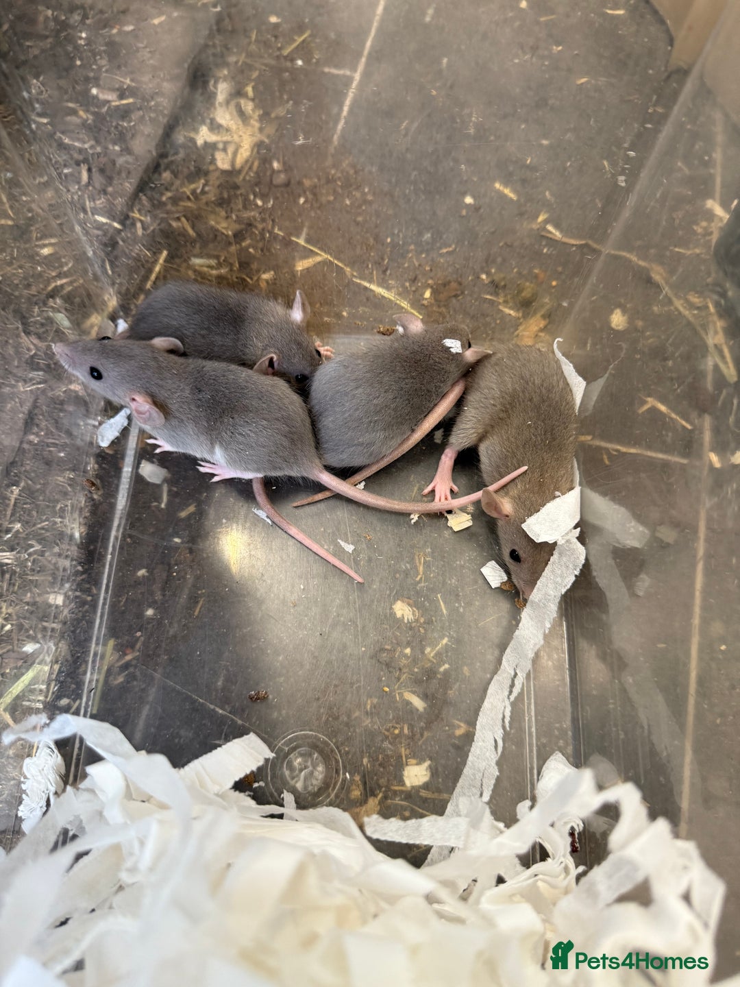 Rat rodents for sale: Dwarf Rats  - Image 10