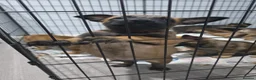 Belgian Shepherd Dog dogs for sale: Pups  - Advert 17