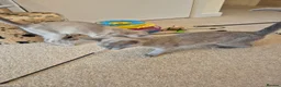 Burmese cats for sale: Gorgeous Pedigree Burmese Kittens - Advert 9
