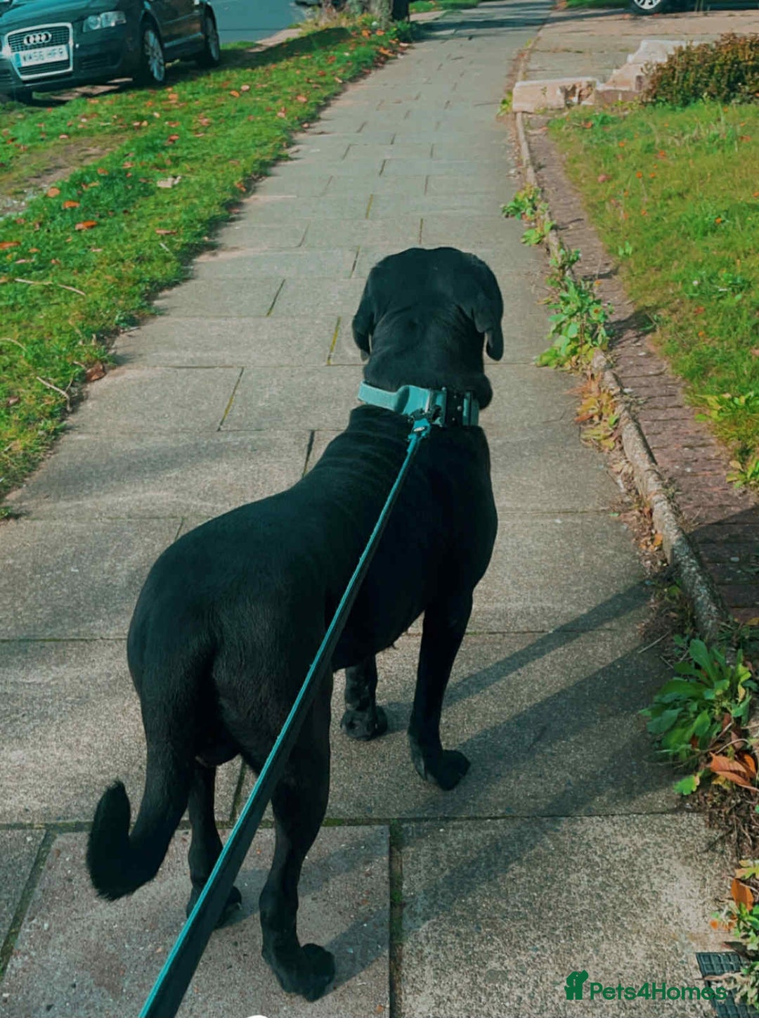 Cane Corso dogs for stud: Cane corso STUD supreme - Advert 3