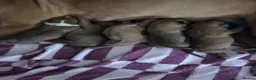 Staffordshire Bull Terrier dogs for sale: Staffy Puppies - Advert 1