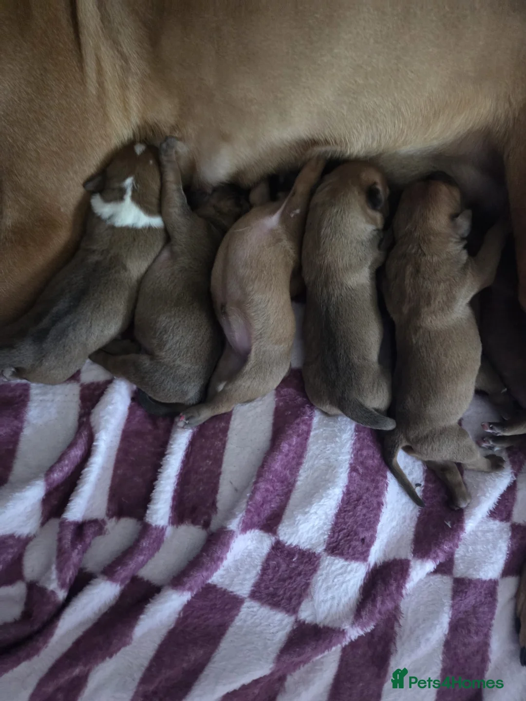 Staffordshire Bull Terrier dogs for sale: Staffy Puppies - Advert 1