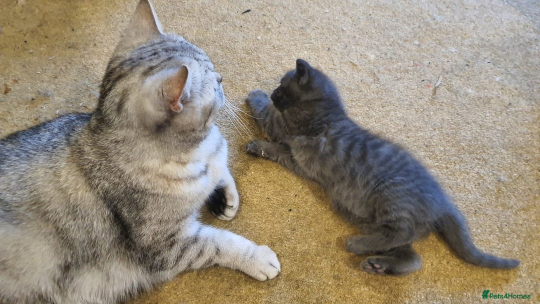 British Shorthair cats for sale: British shorthair x maine coon - Image 4