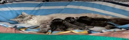 Siberian cats for sale: Adorable Siberian Kittens  - Advert 3