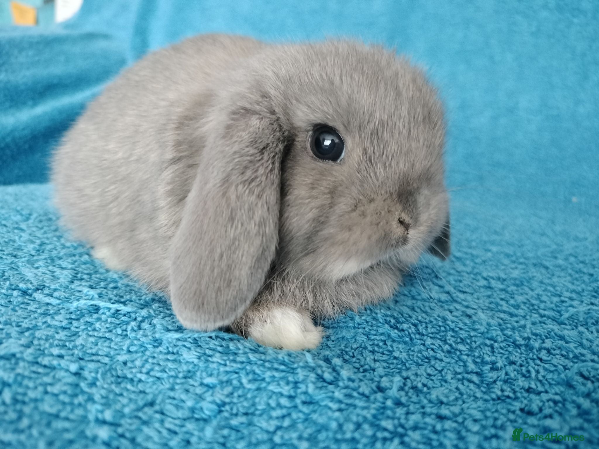 Mini Lop rabbits Baby mini lops for sale  - Advert 10