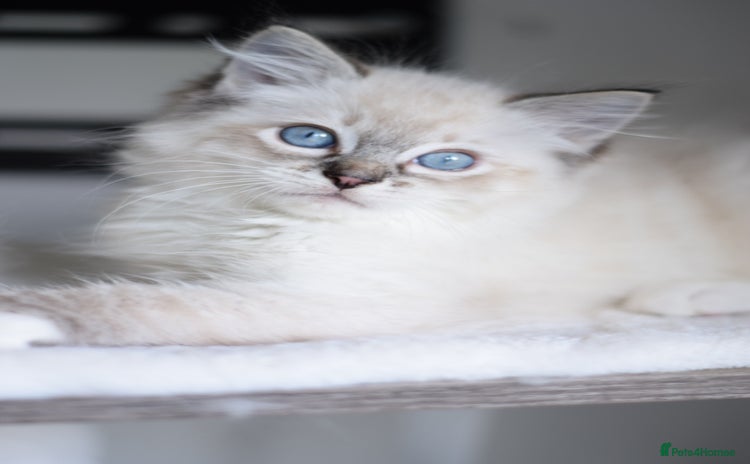 Ragdoll cats - Advert 2