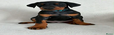 Dobermann 3