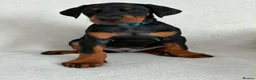 Dobermann dogs for sale: KC REGISTERED - DOBERMAN PUPPIES - Advert 21