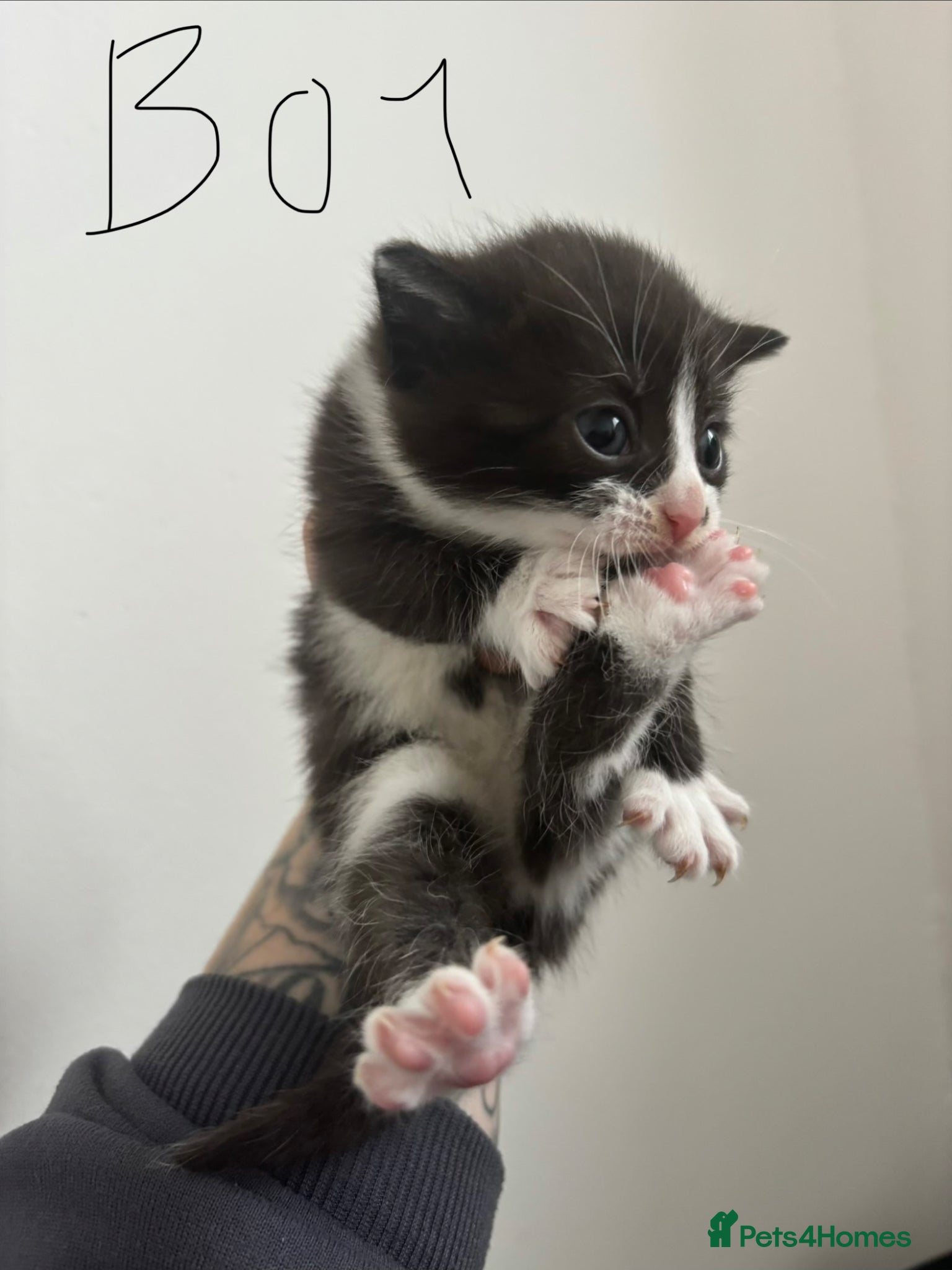Mixed Breed cats for sale: Kittens  - Advert 1
