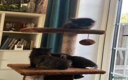 British Shorthair cats for sale: Adorable kittens  - Image 18