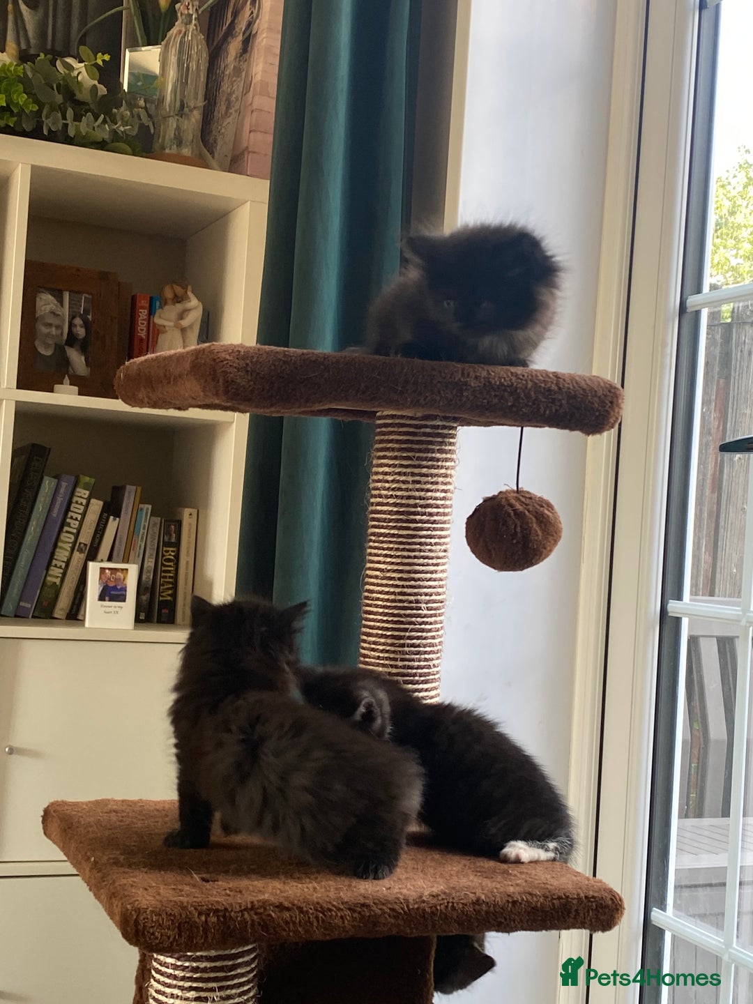 British Shorthair cats for sale: Adorable kittens  - Image 18