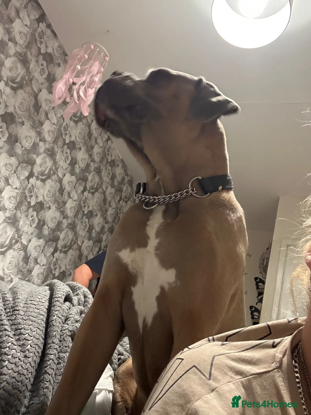 Cane Corso dogs for sale: 13month old formantino cane corso in Salisbury - Advert 5