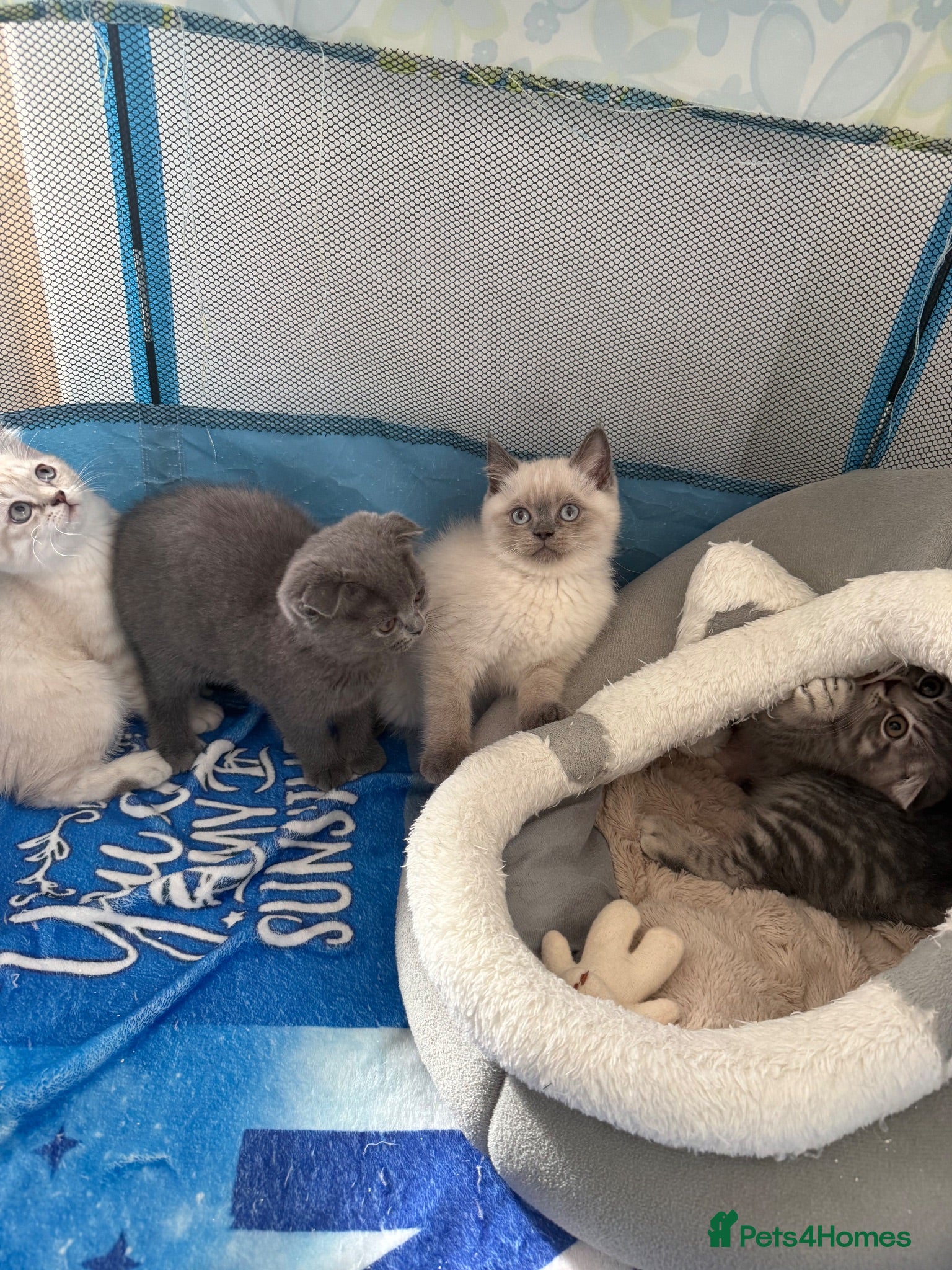 Scottish Fold cats Scottish Fold & straight Kittens PRICE -NEGOTIABLE - Advert 2