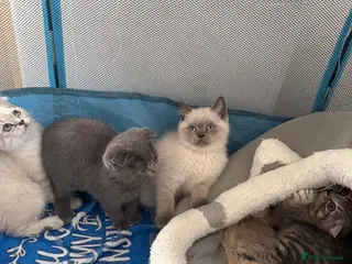 Scottish Fold cats Scottish Fold & straight Kittens PRICE -NEGOTIABLE - Advert 2