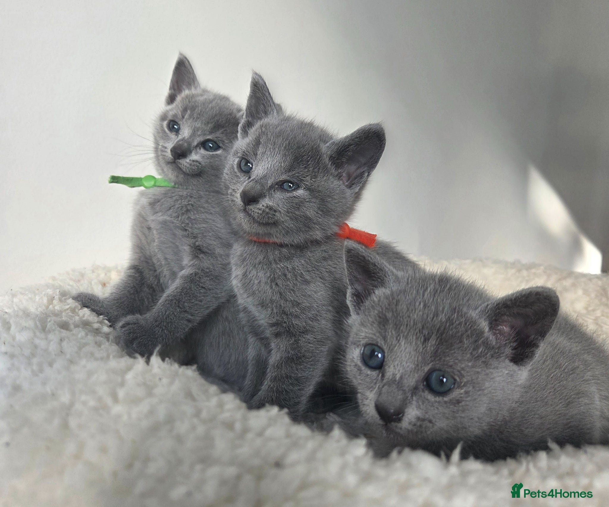 Russian Blue cats 💙 Russian Blue Kittens – TICA Registered 💙 - Advert 9
