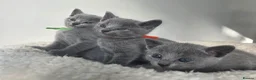 Russian Blue cats for sale: 💙  Russian Blue Kittens – Champion Line, TICA - Advert 25