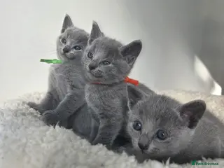 Russian Blue cats 💙 Russian Blue Kittens – TICA Registered 💙 - Advert 9