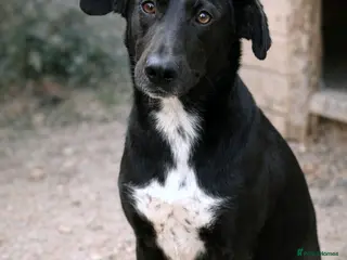Mixed Breed dogs 🐾 Benji – A Small Lurcher type with a Soft Soul - Advert 14