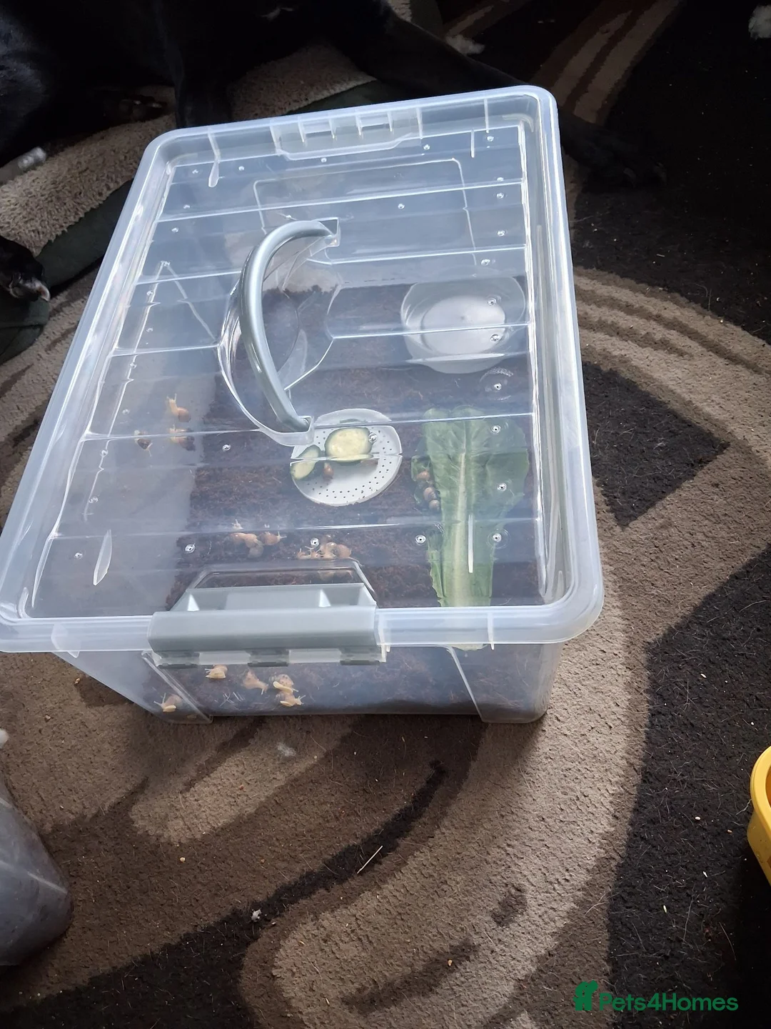 Snails invertebrates for sale: Baby giant african snails  in Ripley - Advert 6