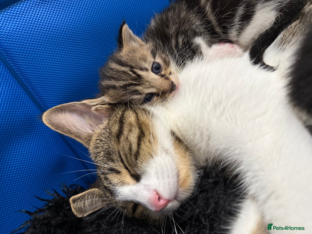 Domestic Shorthair cats for sale: 5 beautiful Domestic shorthair kittens - Image 7