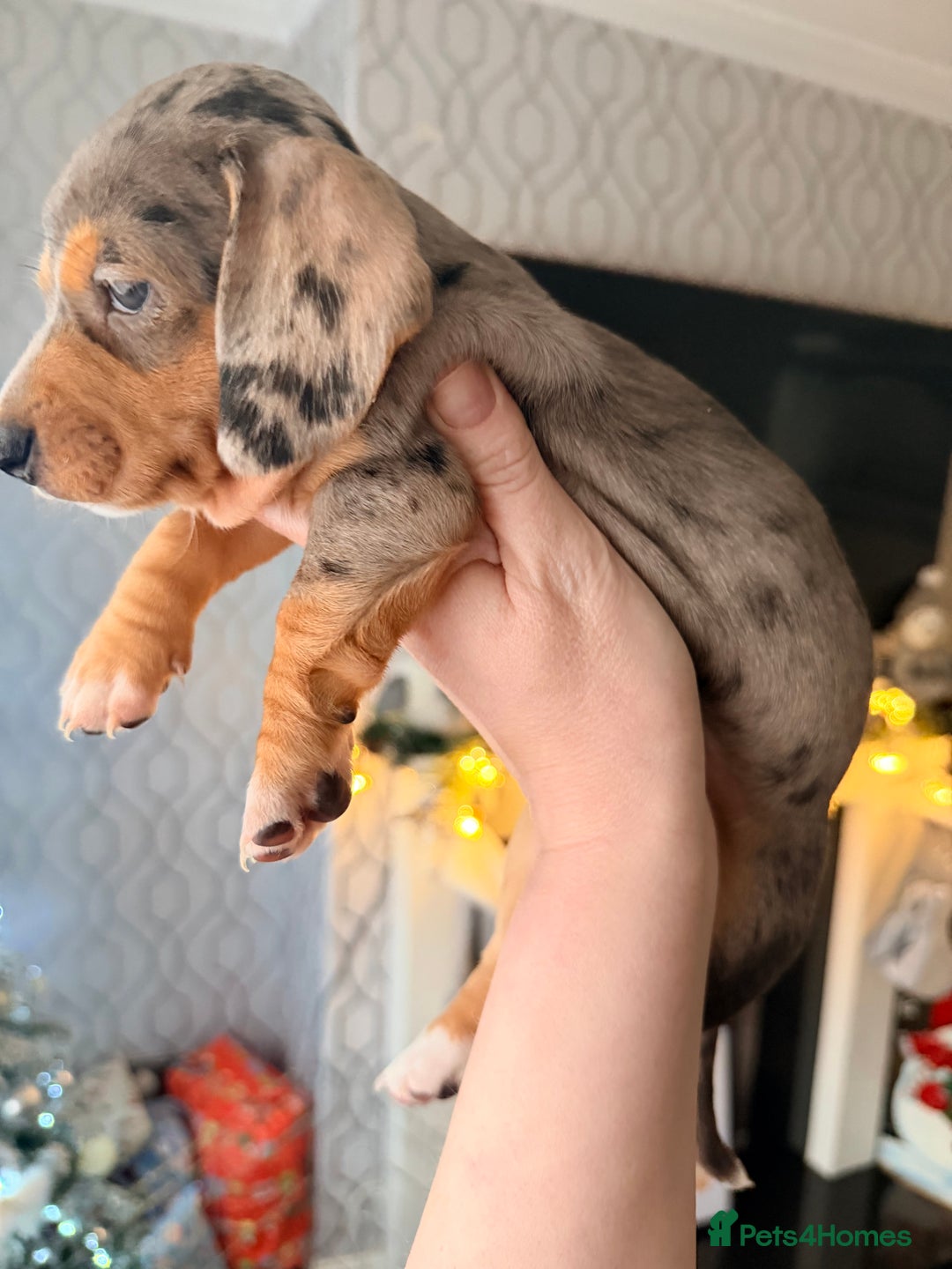 Dachshund dogs for sale: Family dogs first puppies - stunning Dachshunds  - Advert 16