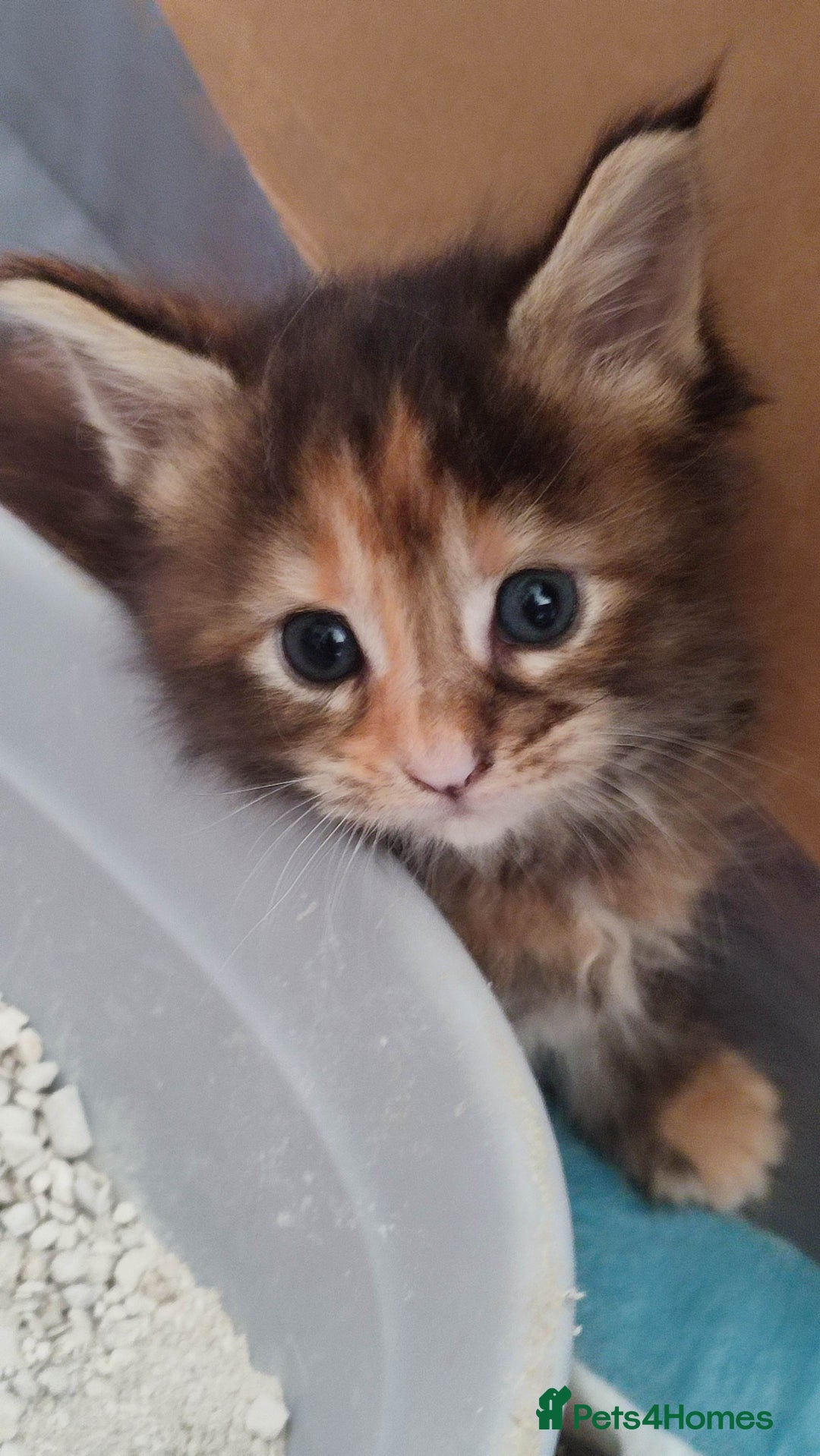 Maine Coon cats for sale: Fully health tested and Tica registered  in Great Missenden - Image 7