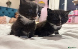Maine Coon cats for sale: 2 gorgeous boy kittens  - Image 3