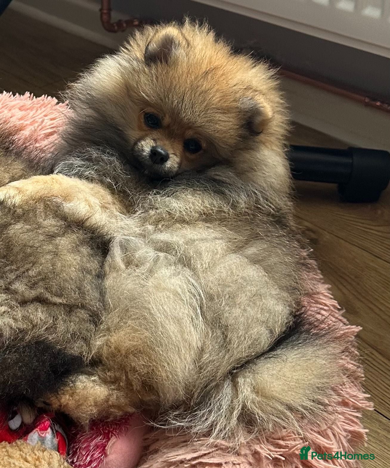 Pomeranian dogs ❤️LAST BEAUTIFUL LITTLE BOY Pomeranian  🐶❤️ - Advert 6