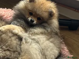 Pomeranian dogs ❤️LAST BEAUTIFUL LITTLE BOY Pomeranian 🐶❤️ - Advert 6