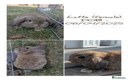 Mini Lop rabbits for sale: 2 female & 1 male mini lop-varying ages and prices - Image 3
